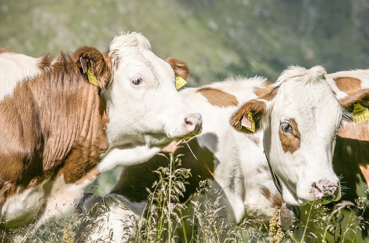 Chaletdorf-Fanningberg Weisspriach Dış mekan fotoğraf